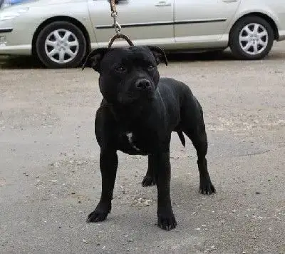 Staffordshire Bull Terrier  Chiot N°1 Du Temple Des G e5455 photo 2
