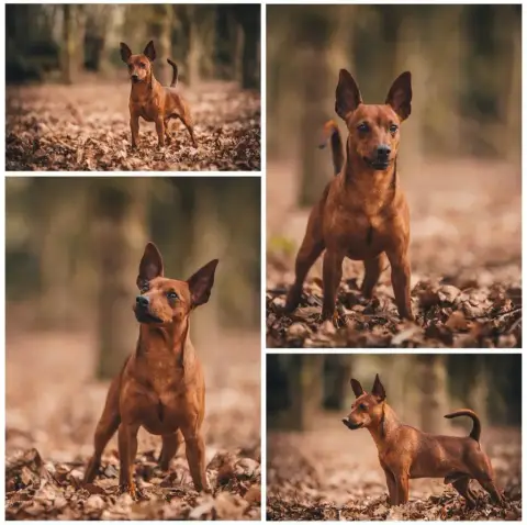 Pinscher Nain  Aïko De La Plaine Bretonne photo 3