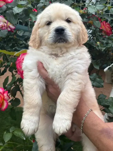 Golden Retriever  Bleu