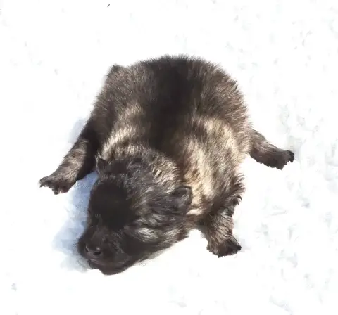 Spitz Allemand  Chiot Mâle Spitz Loup Lof 1 Des Seign 5933d