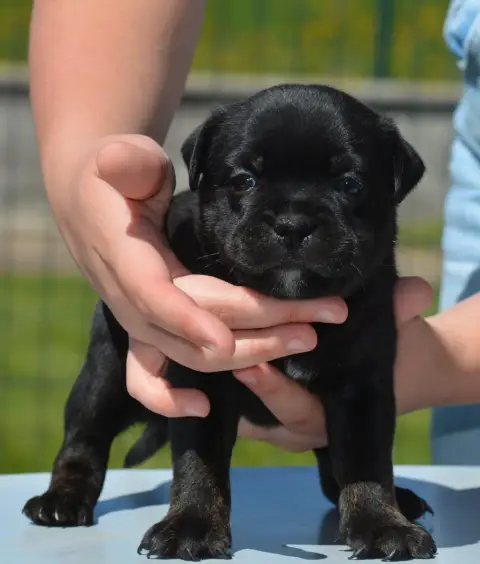 Staffordshire Bull Terrier  Chiot 2 Multi Generation 2f646 photo 2