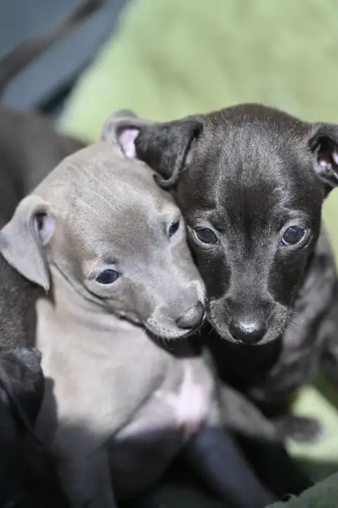 Petit Levrier Italien  Chiot N°3 Lux Elegantia photo 2