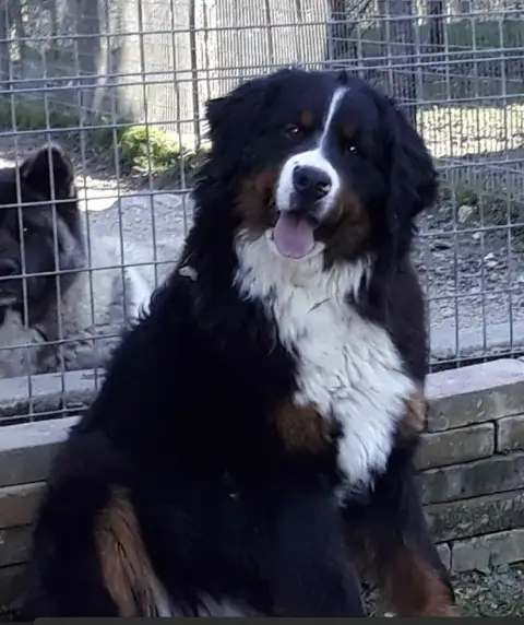 Bouvier Bernois  M Orange De La Colline D'Eole photo 3