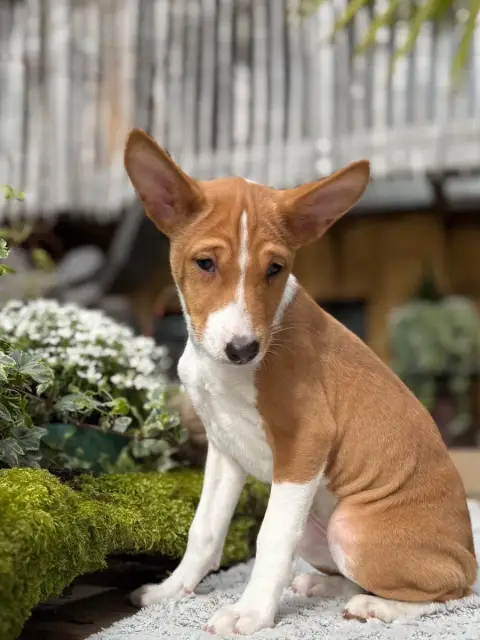 Basenji  Chiot 4 Du Domaine Du Clos Benoît
