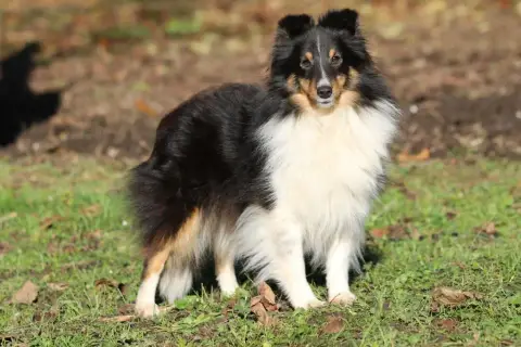 Shetland Sheepdog  Chiot N°8 De L'Arche De Sarah photo 3
