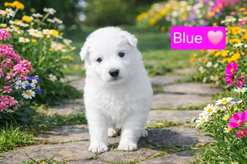 Berger Blanc Suisse  Blue Des Hauts De Menaurupt