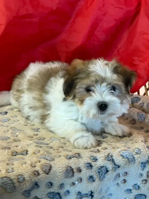 Coton De Tulear  Bilibo Du Hameau De Roxane photo 2