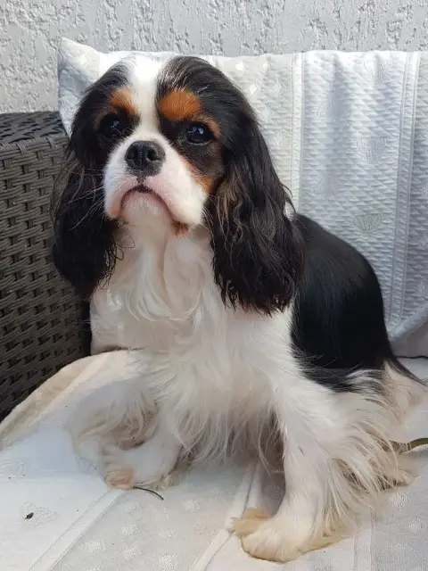 Cavalier King Charles Spaniel  Chiot N°2 Du Clos Des  e28f6 photo 2
