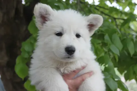 Berger Blanc Suisse  Collier Orange Du Domaine De Nox 225f5