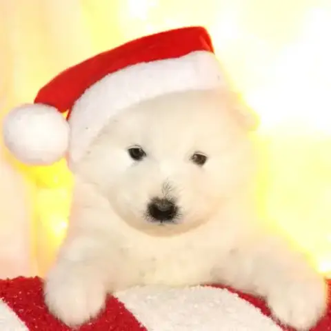 Chiots Samoyede