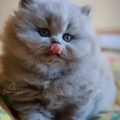 Superbe Chaton Femelle British Longhair Loof Lilas