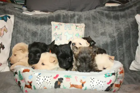 Portée Terrier Ecossais — Du Clan Des Petits Colonels