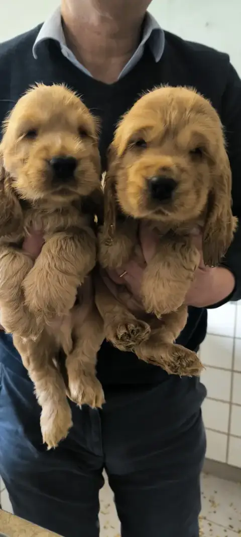 Portée Cocker Spaniel Anglais — Du Bois D'Achelles