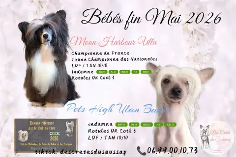 Portée Chien Chinois A Crete — Des Cretes Du Saussay