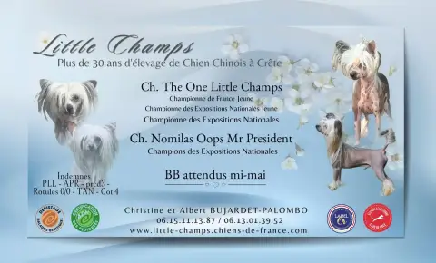 Portée Chien Chinois A Crete — Little Champs