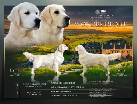 Portée Golden Retriever — Wonder Of Art