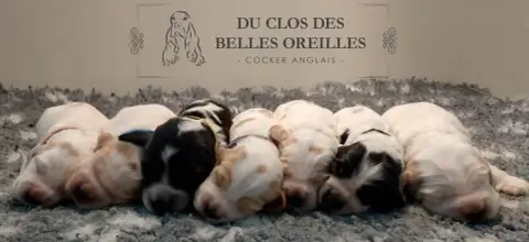 Portée Cocker Spaniel Anglais — Du Clos Des Belles Oreilles