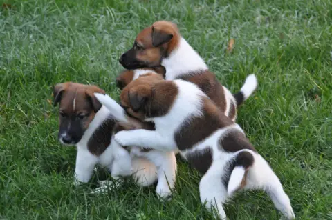 Portée Fox Terrier — Du Castel Des Pres