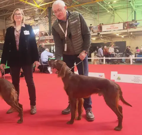 Portée Setter Anglais — De Causses Et D'Aubrac