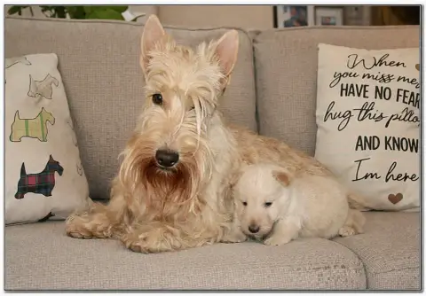 Portée Terrier Ecossais — Du Clan Des Petits Colonels
