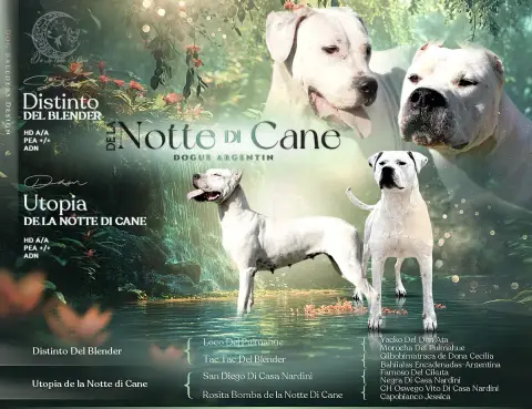 Portée Dogue Argentin — De La Notte Di Cane