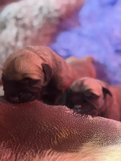 Portée Bullmastiff — All Eyez On Me