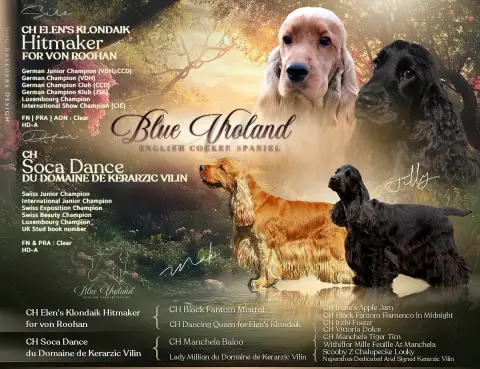Portée Cocker Spaniel Anglais — Blue Vroland