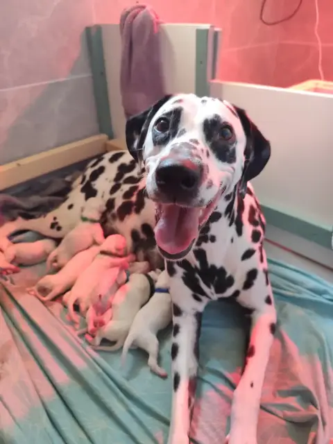 Portée Dalmatien — Du Royaume Alpin