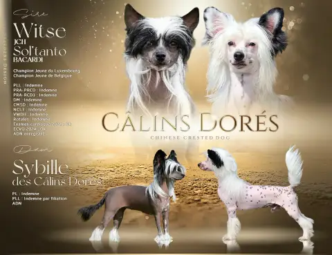 Portée Chien Chinois A Crete — Des Calins Dores