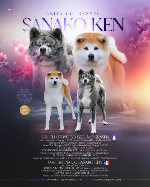 Portée Akita Inu — Sanako Ken