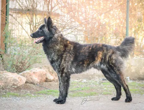 Portée Berger Hollandais — Du Mont Brabant