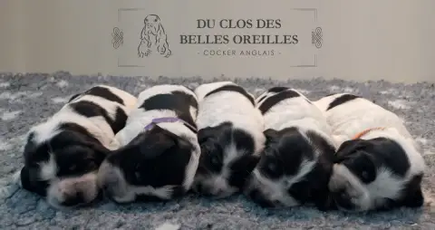 Portée Cocker Spaniel Anglais — Du Clos Des Belles Oreilles