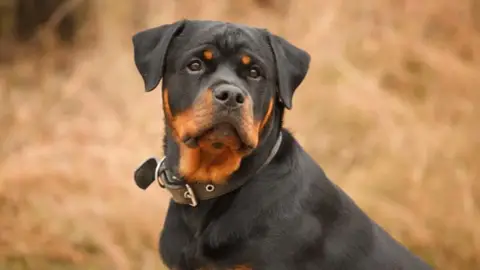 Portée Rottweiler — Des Ops De Lif Thraser