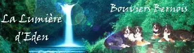 Bouvier Bernois  Chiot Vert De La Lumière D'Eden