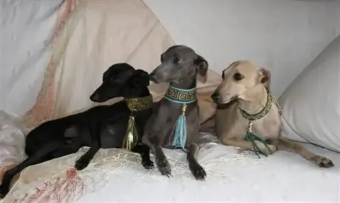 Petit Levrier Italien  Chiot 1 Des Princes De Kaza