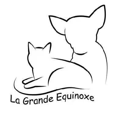 Bichon Frise  Chiot 5 De La Grande Equinoxe
