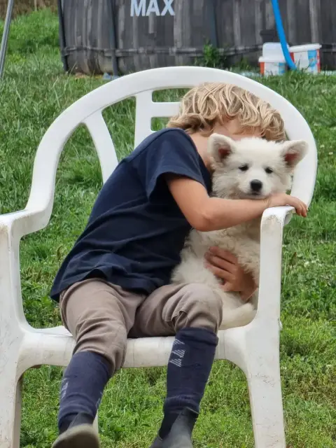 Berger Blanc Suisse  Collier Jaune Du Domaine De Nox' 40e17