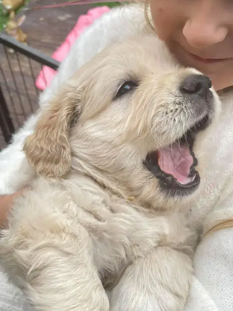 Golden Retriever  Jaune
