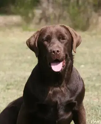 Labrador Retriever  Chiot 2 Des Terres Sacrees