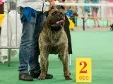 Portée Bullmastiff — Du Domaine De Mc Queen
