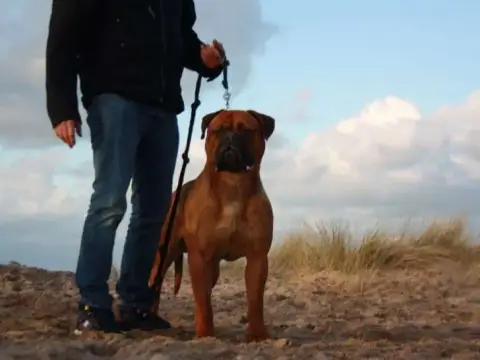 Portée Bullmastiff — Du Domaine De Mc Queen photo 2
