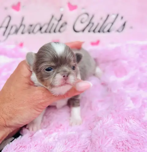 Chihuahua  Chiot N°3 Of Aphrodite Childs