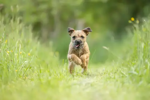 Border Terrier  Collier Bleu Des Loutres De Terre