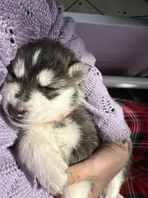 Portée Husky Sibérien — Lameutederaven