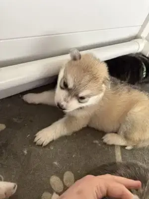 Portée Husky Sibérien — Lameutederaven photo 2