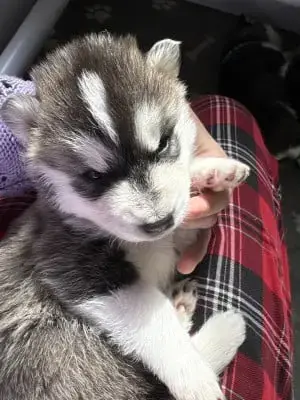Portée Husky Sibérien — Lameutederaven photo 3