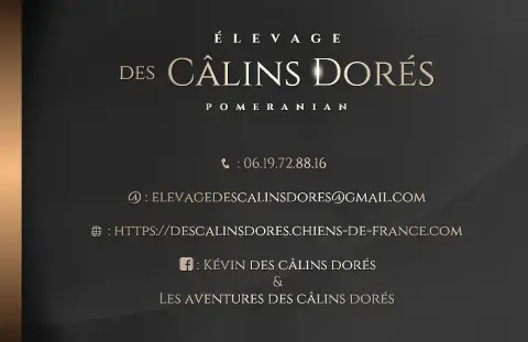Spitz Allemand  Beneth Des Câlins Dorés