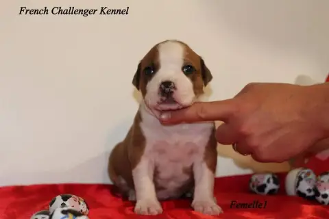 American Staffordshire Terrier  Chiot N°11 De La Vall c7f1e