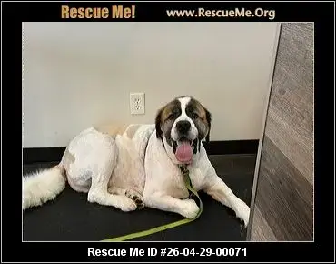 Adoption Chien - Tucker (Saint Bernard)