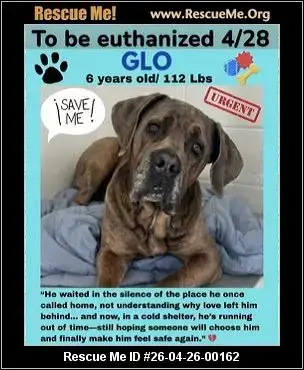 Adoption Chien - GLO - EUTH 4/28 (Bullmastiff)